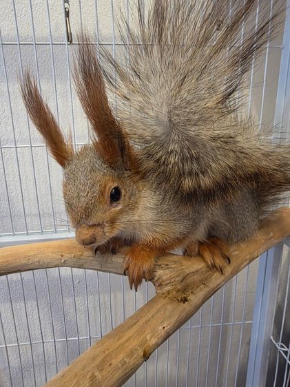 กระรอกยูเรเชีย รูปที่ 3