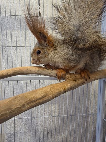 กระรอกยูเรเชีย รูปที่ 4