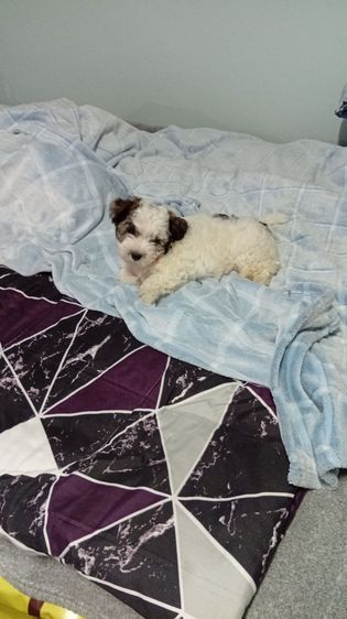 ลูกสุนัขพันธุ์ชิสุเพศผู้2เดือน รูปที่ 3