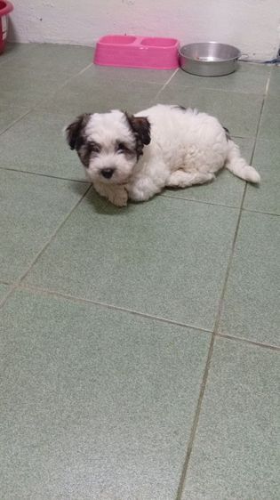 ลูกสุนัขพันธุ์ชิสุเพศผู้2เดือน รูปที่ 2