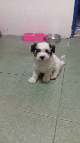 ลูกสุนัขพันธุ์ชิสุเพศผู้2เดือน