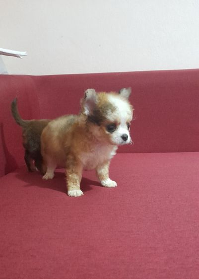 ชิวาว่า รูปที่ 3