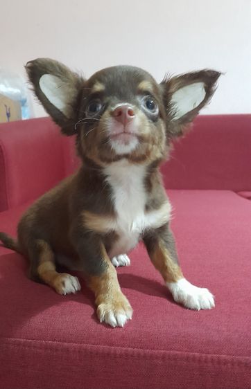 ชิวาว่า รูปที่ 6