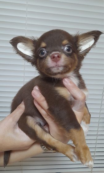 ชิวาว่า รูปที่ 5