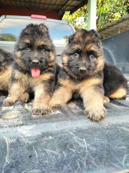 เยอรมันเชพเพิร์ด รูปที่ 4