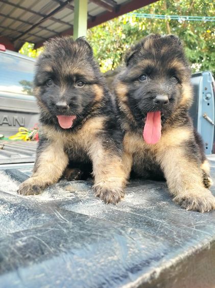 เยอรมันเชพเพิร์ด (German Shepherd) ใหญ่ เยอรมันเชพเพิร์ด