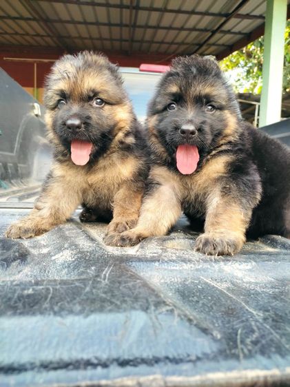 เยอรมันเชพเพิร์ด รูปที่ 2