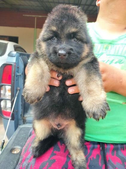 เยอรมันเชพเพิร์ด รูปที่ 3