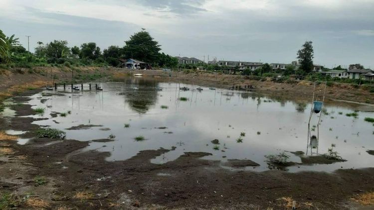 ขายที่ดินซอยพุทธรักษา บางเพรียง บางบ่อ สมุทรปราการ รูปที่ 2