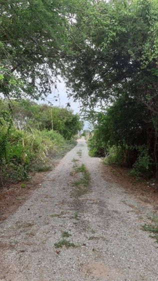 ขายที่ดินซอยพุทธรักษา บางเพรียง บางบ่อ สมุทรปราการ รูปที่ 3