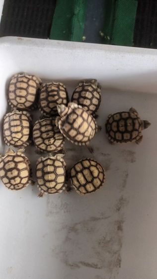 ขาย10ตัวยกชุด 0989499394