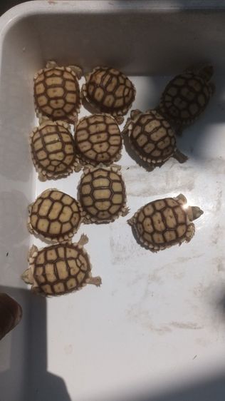 ขาย10ตัวยกชุด 0989499394 รูปที่ 3