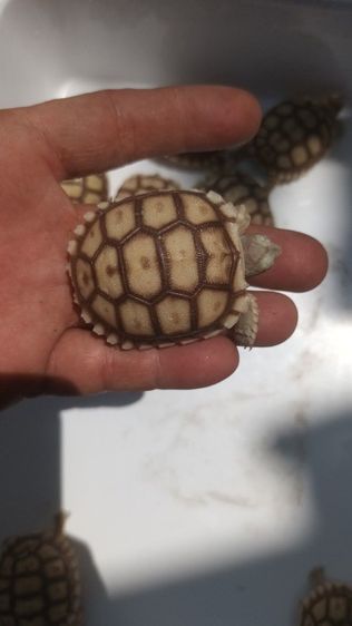 ขาย10ตัวยกชุด 0989499394 รูปที่ 5