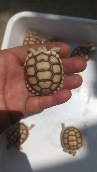 ขาย10ตัวยกชุด 0989499394 รูปที่ 4