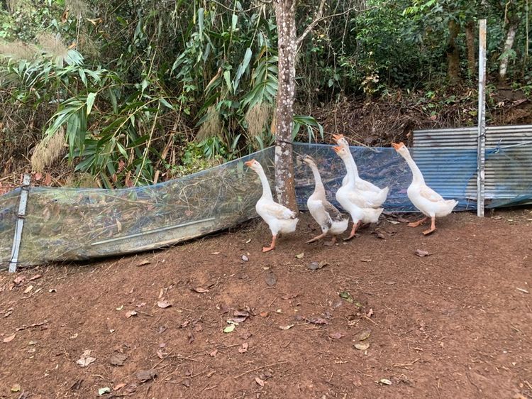 ห่านจีน  รูปที่ 4