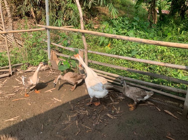 ห่านจีน  รูปที่ 5