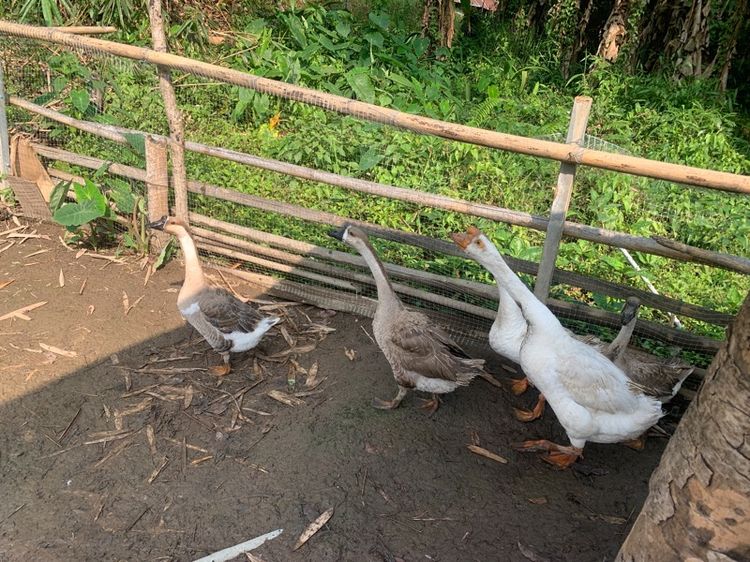 ห่านจีน  รูปที่ 2