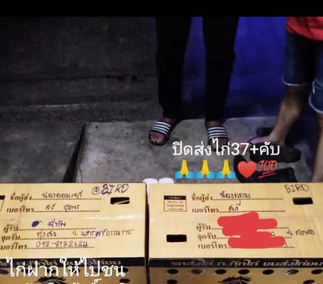 พร้อมแต่งคับเนื้อตัวพร้อมหนักยุ31kg...ขนรับผ่านคับวันวางไม่ใช่มีแรงทำให้ได้รุ้ว่ามีดอกพลิกพันร้อยมั้ยดูใหัเปนตัวชนะคับ รูปที่ 14