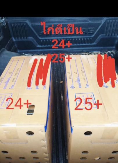 พร้อมแต่งคับเนื้อตัวพร้อมหนักยุ31kg...ขนรับผ่านคับวันวางไม่ใช่มีแรงทำให้ได้รุ้ว่ามีดอกพลิกพันร้อยมั้ยดูใหัเปนตัวชนะคับ รูปที่ 11
