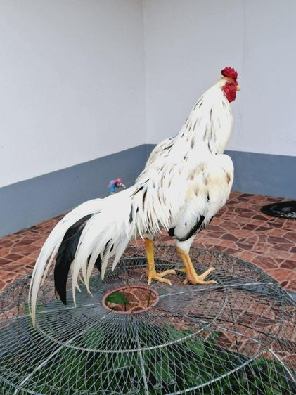 พร้อมแต่งคับเนื้อตัวพร้อมหนักยุ31kg...ขนรับผ่านคับวันวางไม่ใช่มีแรงทำให้ได้รุ้ว่ามีดอกพลิกพันร้อยมั้ยดูใหัเปนตัวชนะคับ รูปที่ 4