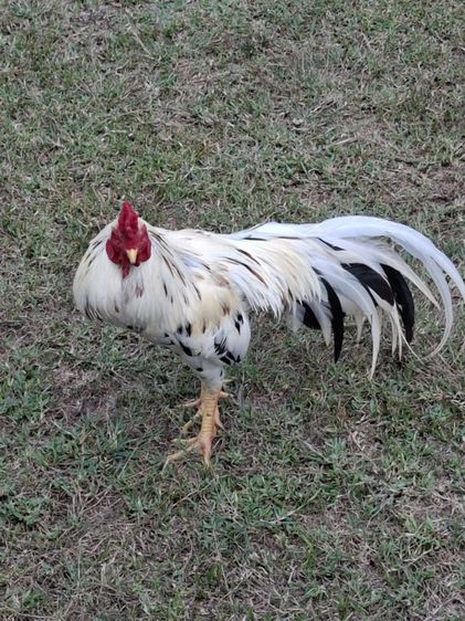 พร้อมแต่งคับเนื้อตัวพร้อมหนักยุ31kg...ขนรับผ่านคับวันวางไม่ใช่มีแรงทำให้ได้รุ้ว่ามีดอกพลิกพันร้อยมั้ยดูใหัเปนตัวชนะคับ รูปที่ 3