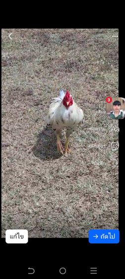 พร้อมแต่งคับเนื้อตัวพร้อมหนักยุ31kg...ขนรับผ่านคับวันวางไม่ใช่มีแรงทำให้ได้รุ้ว่ามีดอกพลิกพันร้อยมั้ยดูใหัเปนตัวชนะคับ รูปที่ 7