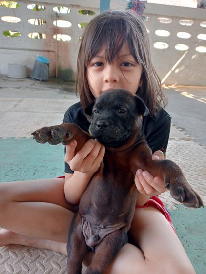 สุนัขไทยหลังอาน รูปที่ 5