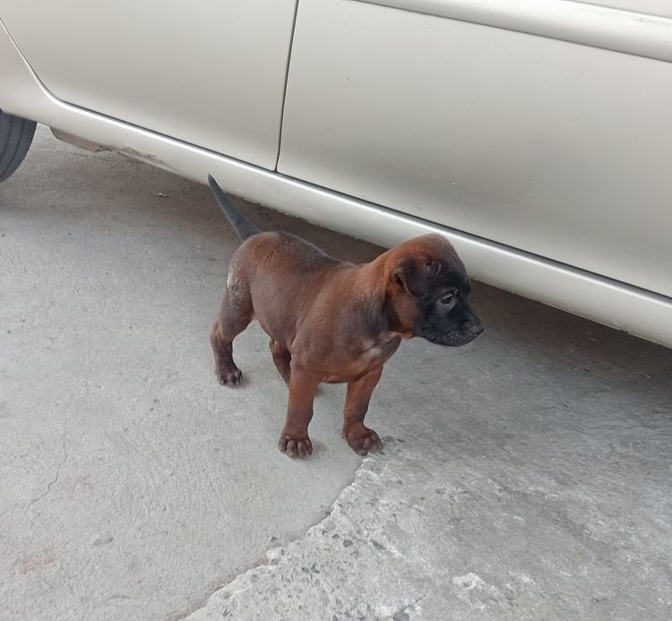 อื่นๆ เล็ก สุนัขไทยหลังอาน