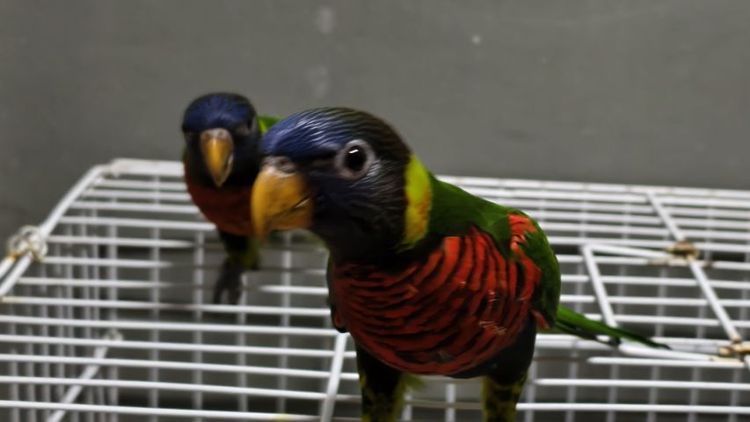 โนรี รูปที่ 7