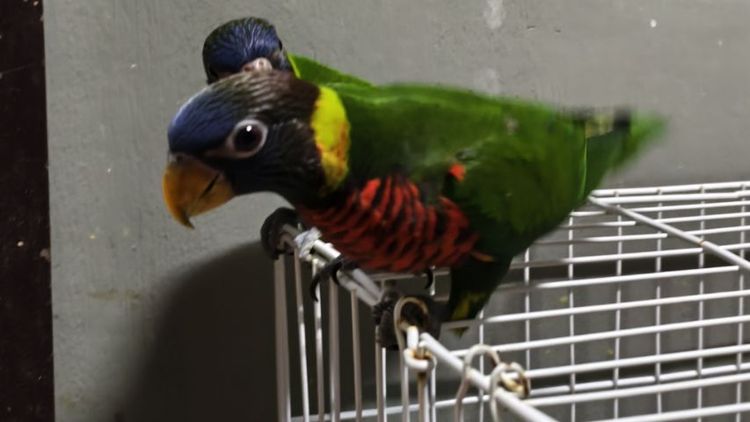 โนรี รูปที่ 3