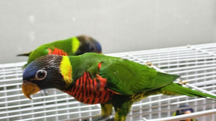 โนรี รูปที่ 8