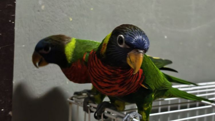 อื่นๆ โนรี