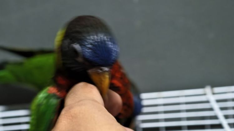 โนรี รูปที่ 2