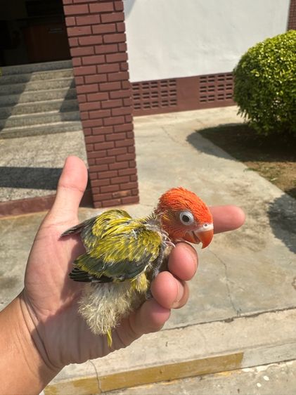 ลูกป้อนนกเลิฟเบิร์ดกรีนวิงโอพาลาย รูปที่ 2