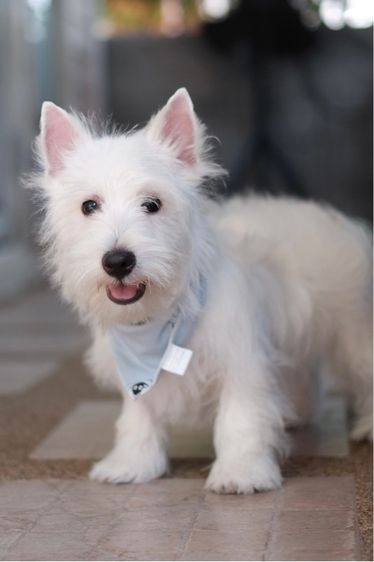 เวสตี้ ใบเพ็ดเต็มใบ เพศผู้ 4 เดือน  รูปที่ 2