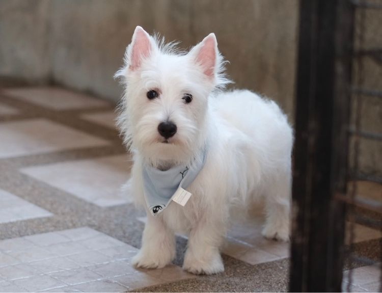 เวสตี้ ใบเพ็ดเต็มใบ เพศผู้ 4 เดือน  รูปที่ 11