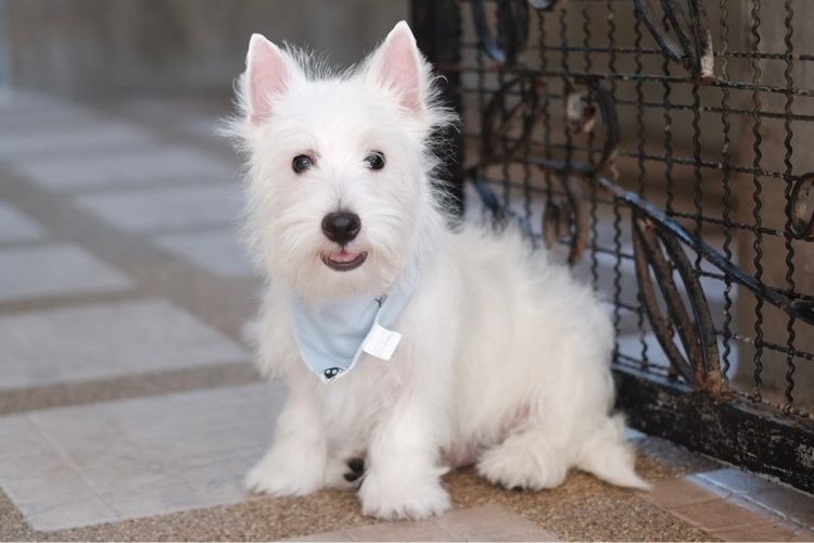 เวสตี้ ใบเพ็ดเต็มใบ เพศผู้ 4 เดือน  รูปที่ 3