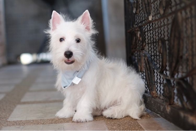 เวสตี้ ใบเพ็ดเต็มใบ เพศผู้ 4 เดือน  รูปที่ 8