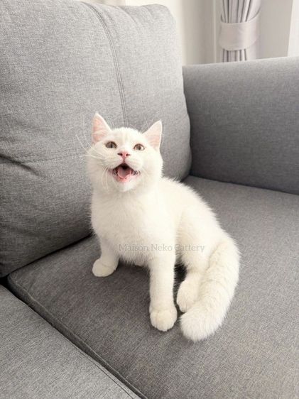 สก็อตติช โฟลด์ (Scottish Fold) สกอตติข หูตั้ง 