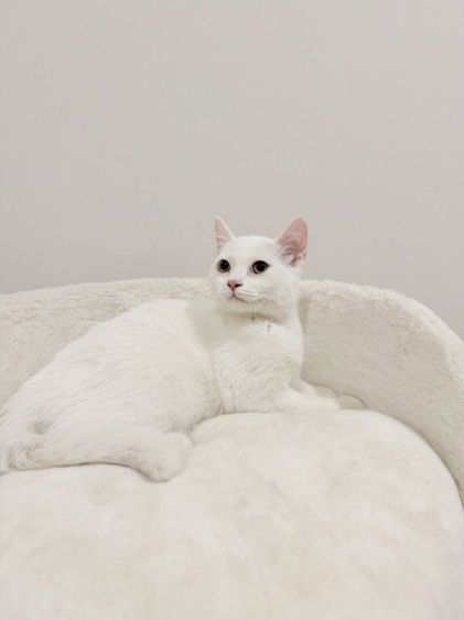 สกอตติข หูตั้ง  รูปที่ 5