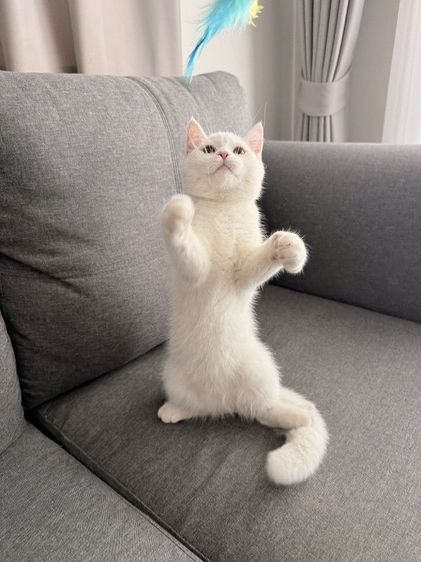 สกอตติข หูตั้ง  รูปที่ 3