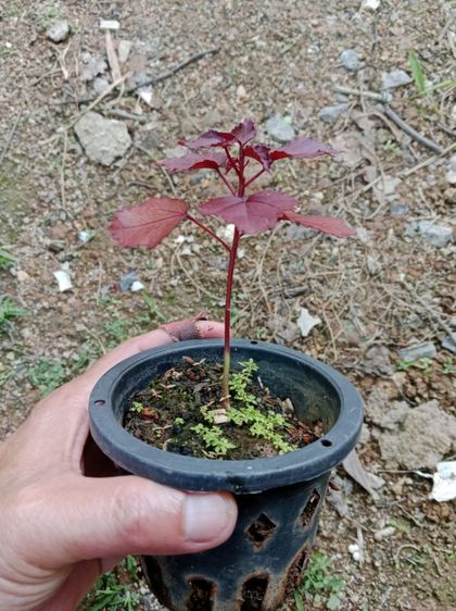 ต้นชบาเมเปิ้ล  รูปที่ 3