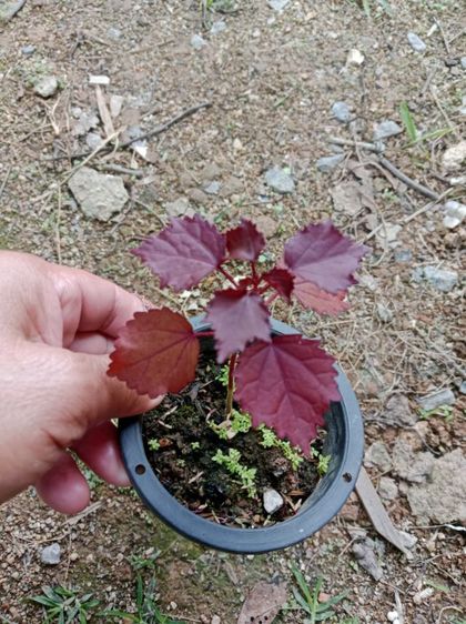 ต้นชบาเมเปิ้ล  รูปที่ 2