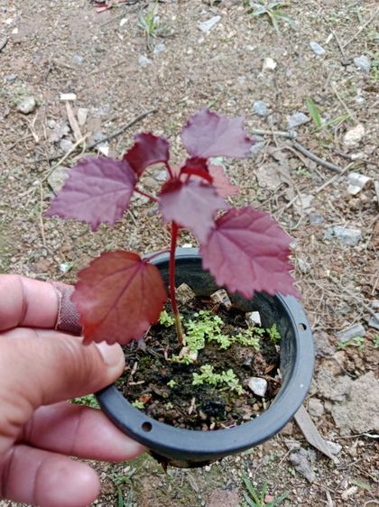 ต้นชบาเมเปิ้ล  รูปที่ 5