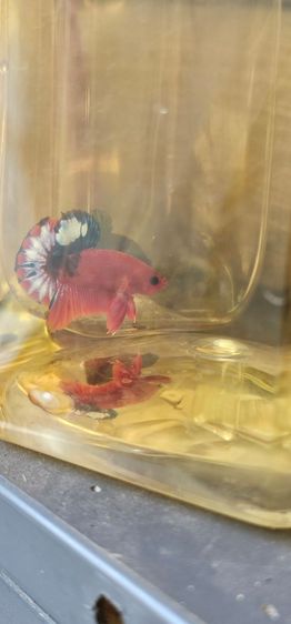 ปลากัด สตาร์เทล รูปที่ 2