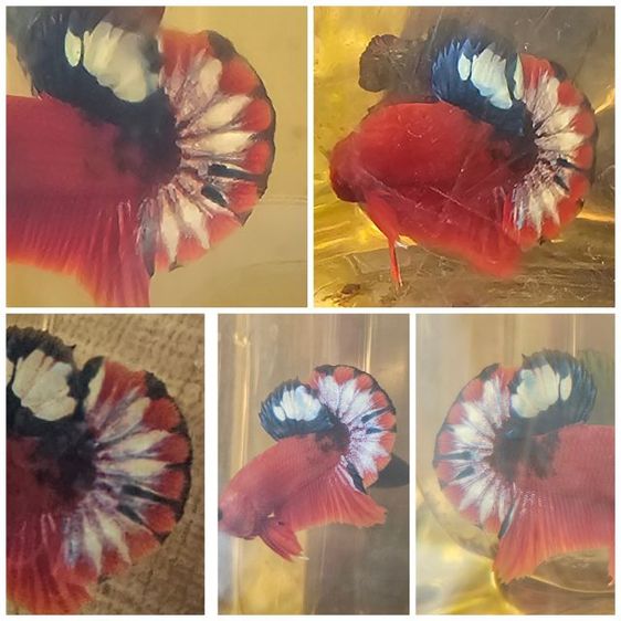 ปลากัด สตาร์เทล