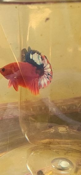 ปลากัด สตาร์เทล รูปที่ 3