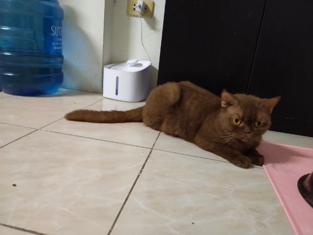 แมวscottish fold รูปที่ 15