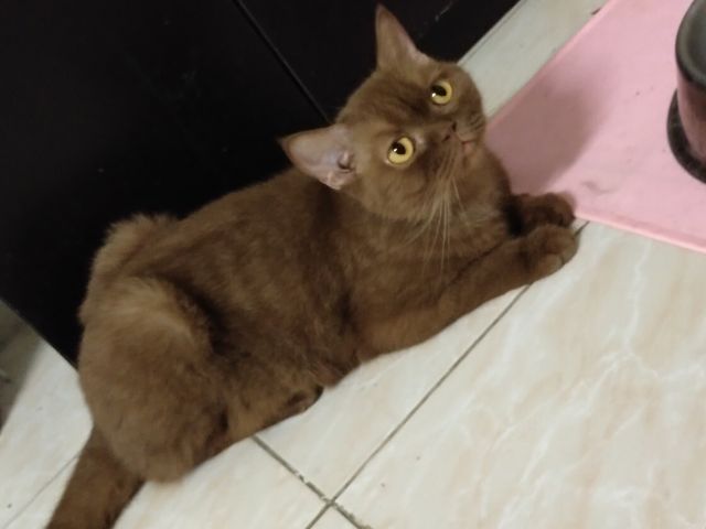 แมวscottish fold รูปที่ 3