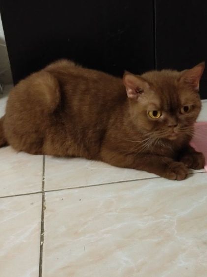 แมวscottish fold รูปที่ 4